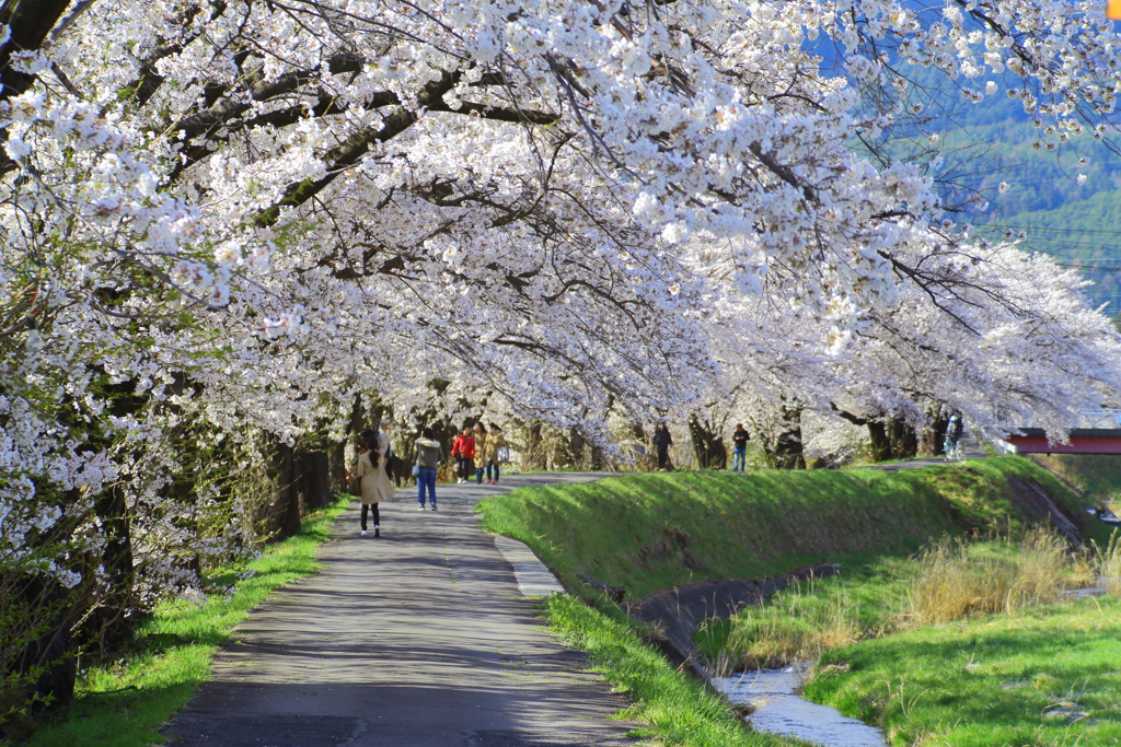 横河川の桜並木