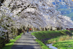 横河川の桜並木