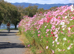 諏訪湖畔　コスモス