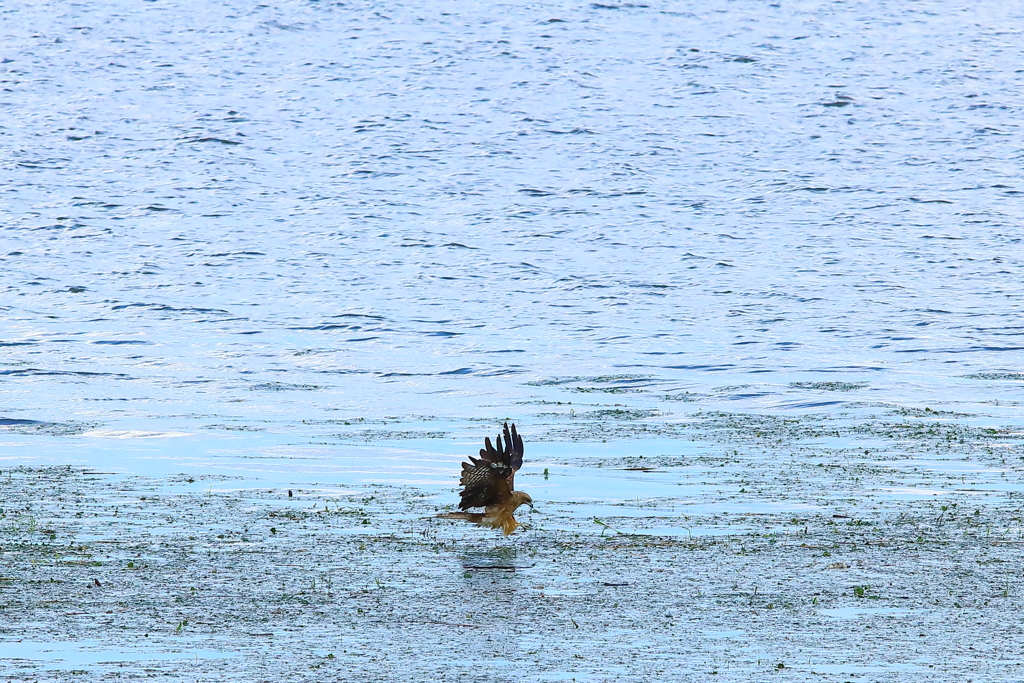 諏訪湖の鳶