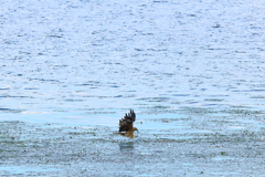 諏訪湖の鳶