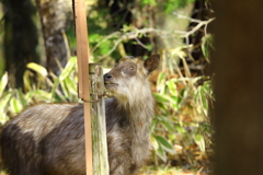 カモシカ