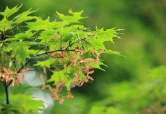 紅葉　6月