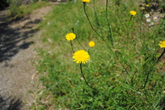 5月の舞岡公園