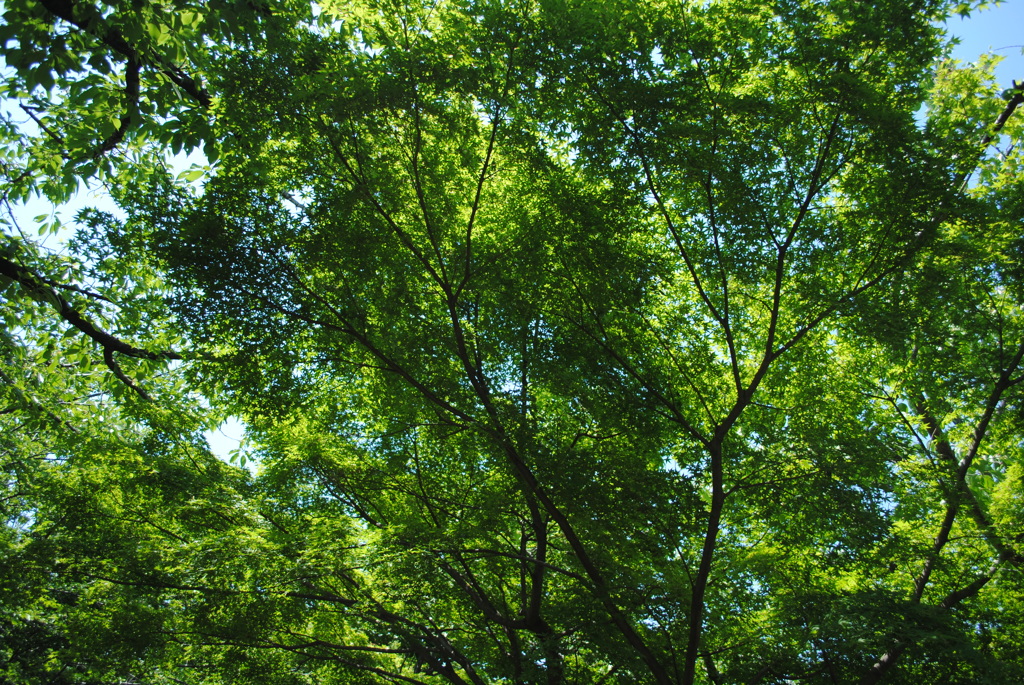 5月の舞岡公園
