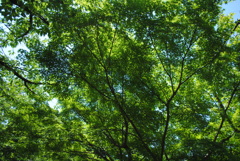 5月の舞岡公園