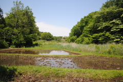 5月の舞岡公園