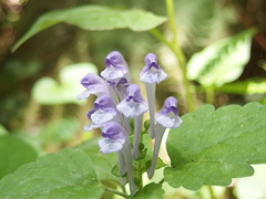 ５月の草花