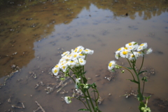 5月の舞岡公園