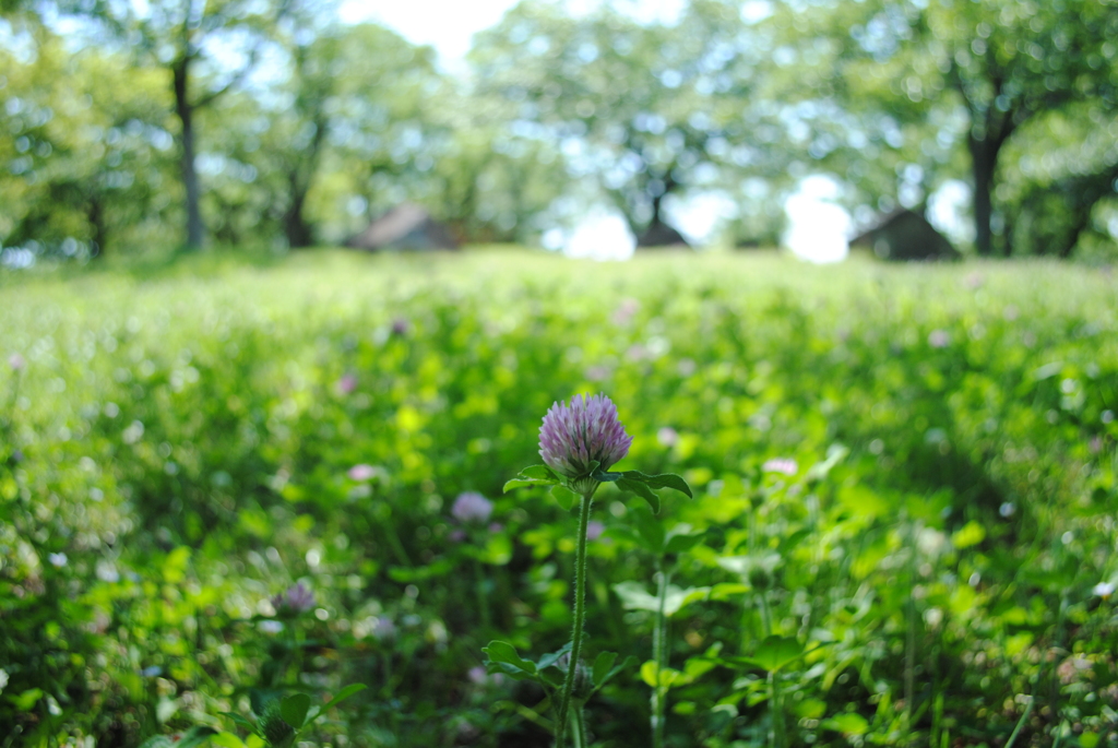 5月の舞岡公園