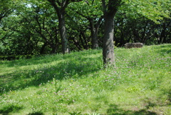 5月の舞岡公園