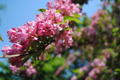 5月の舞岡公園