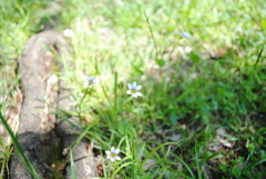 5月の舞岡公園