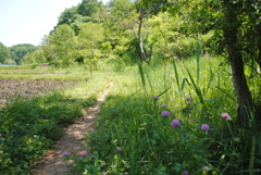 5月の舞岡公園