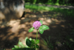 5月の舞岡公園