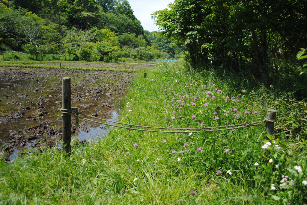 5月の舞岡公園
