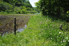 5月の舞岡公園