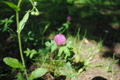 5月の舞岡公園