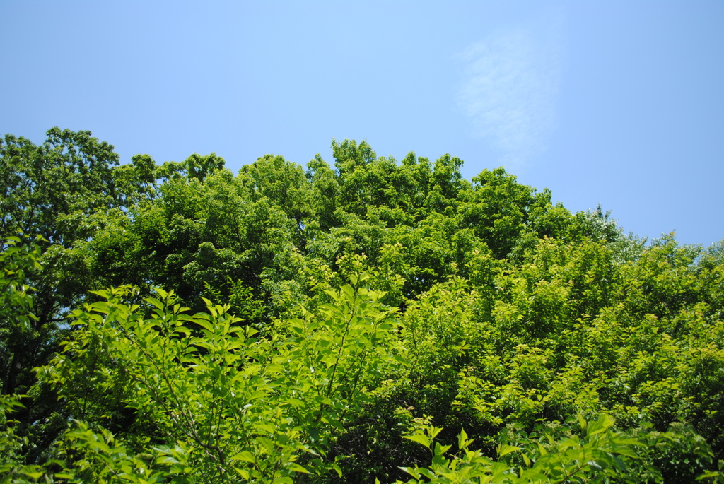 5月の舞岡公園