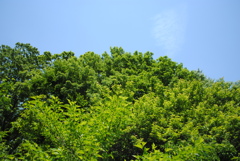 5月の舞岡公園