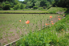 5月の舞岡公園