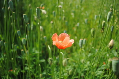 5月の舞岡公園