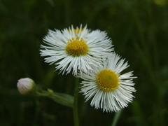 ５月の草花