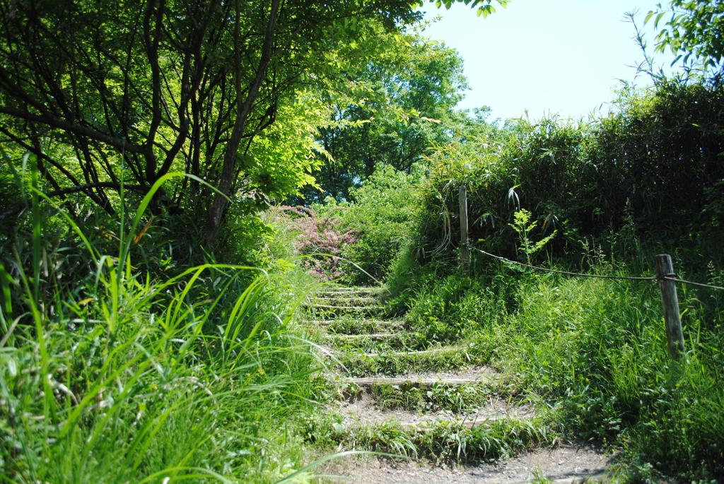 5月の舞岡公園