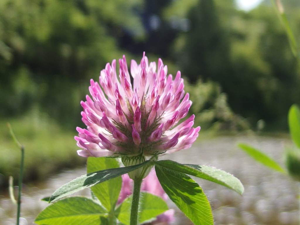 ５月の草花 By ちびだるま Id 写真共有サイト Photohito