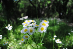 5月の舞岡公園