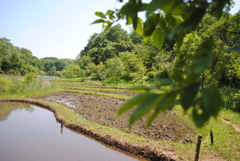 5月の舞岡公園