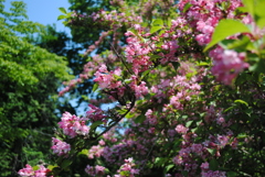 5月の舞岡公園