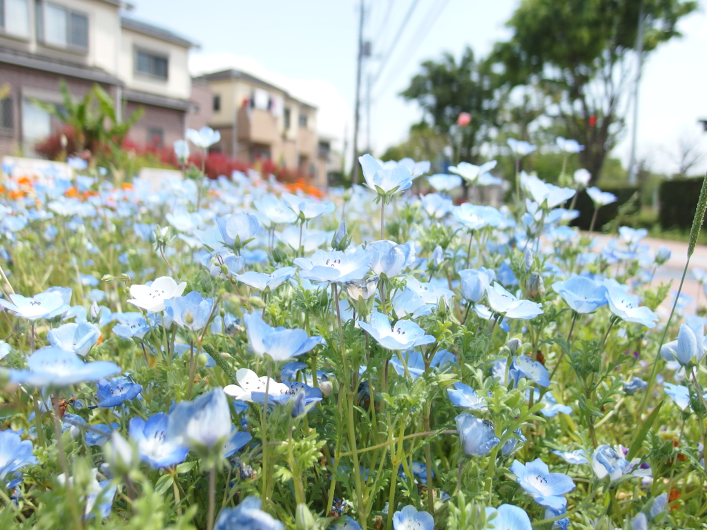 新緑の５月-5/8