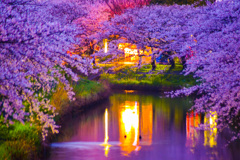 海老川沿い桜