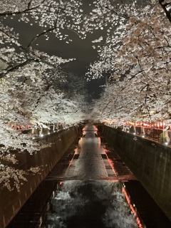 目黒川夜桜祭り