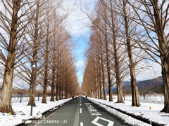 滋賀県 高島市 メタセコイア並木道