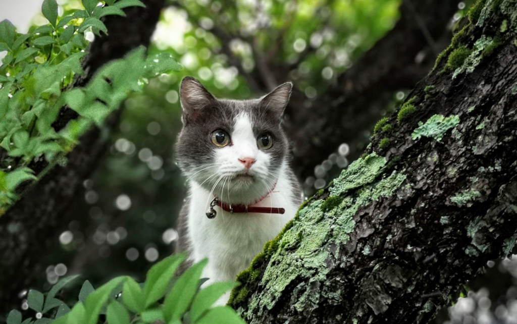 猫 木の上