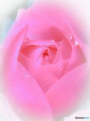 薔薇