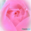 薔薇