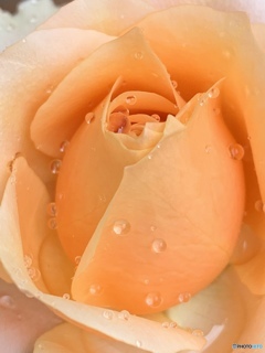 薔薇