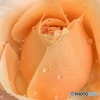 薔薇
