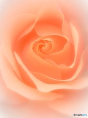 薔薇