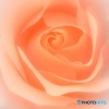 薔薇