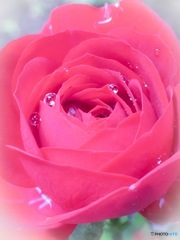 薔薇
