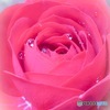 薔薇