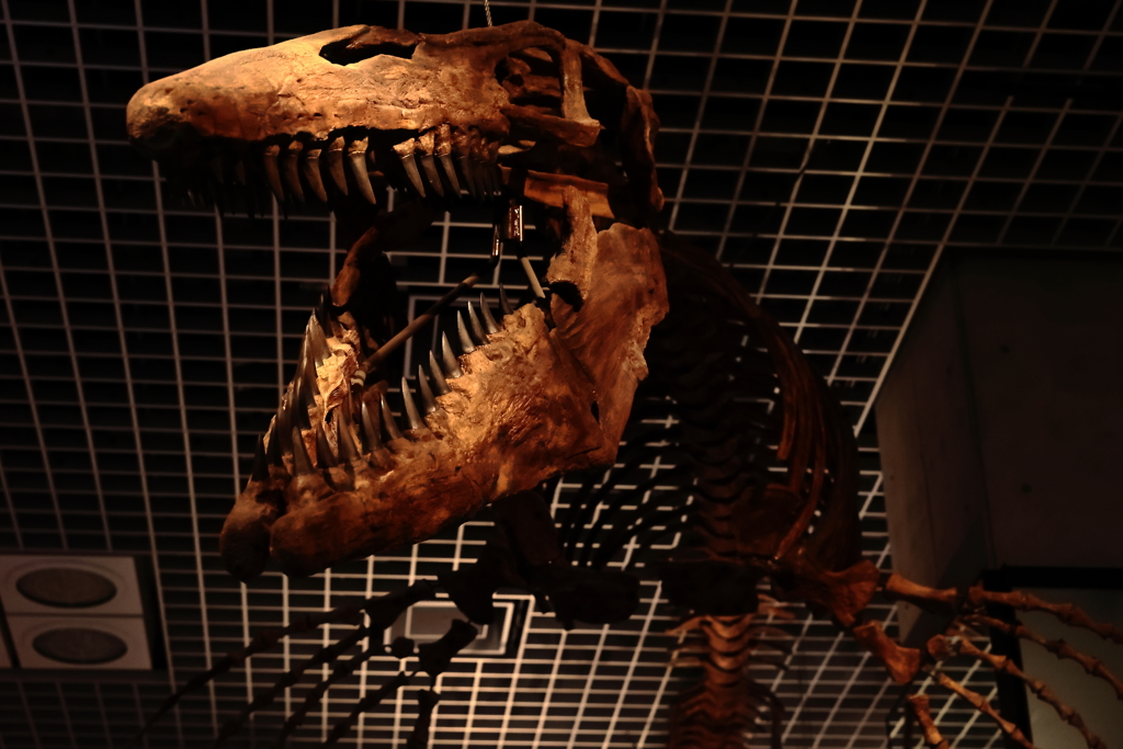 ティロサウルス・プロリゲル