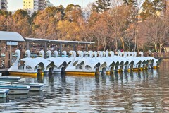 井の頭恩賜公園　スワンボート