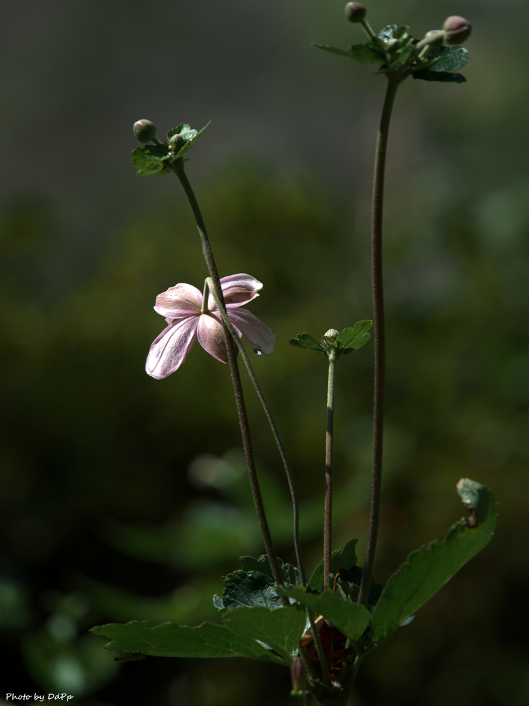 粋な女将の後ろ姿