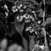 時は流れ（Nikkor 千夜一夜物語 第四十四夜　その１）
