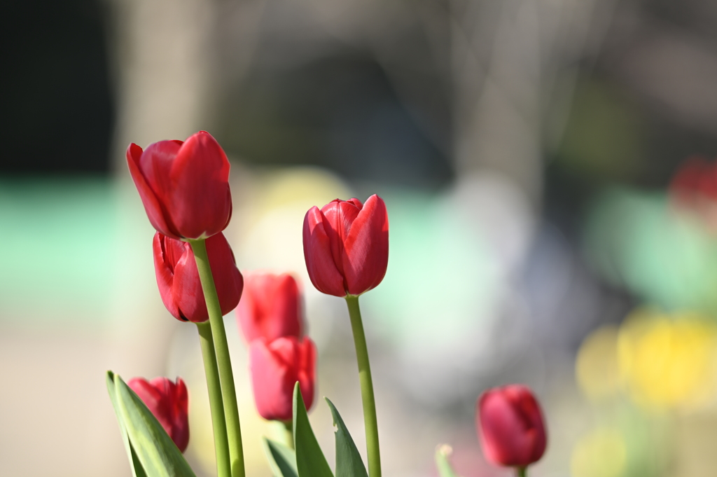 135mm 比較 SMC Takumar f2.5　＠f2.5